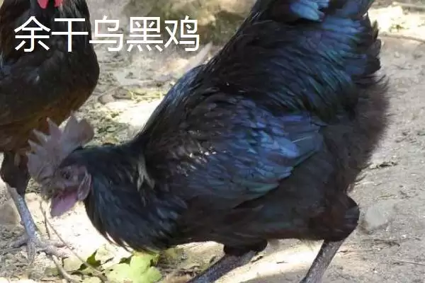 明确乌鸡产地范围的方法和重点?养鸡要做好哪些品种溯源?插图4 明确乌鸡产地范围的方法和重点?养鸡要做好哪些品种溯源?插图4