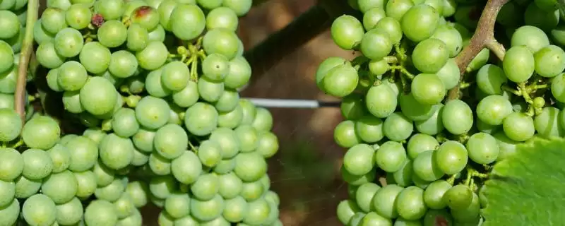 葡萄霜霉病和白粉病区分技巧：发病时间不同的关键特征-会东网