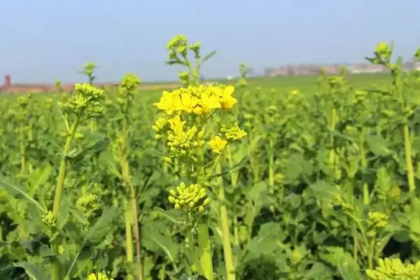 油菜杂交制种方法,首先要保证亲本种子的纯度插图2 油菜杂交制种方法,首先要保证亲本种子的纯度插图2