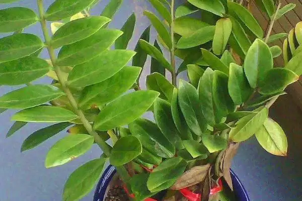 金钱树的繁殖方法 ,金钱树可采用哪些方法进行繁殖插图3 金钱树的繁殖方法 ,金钱树可采用哪些方法进行繁殖插图3