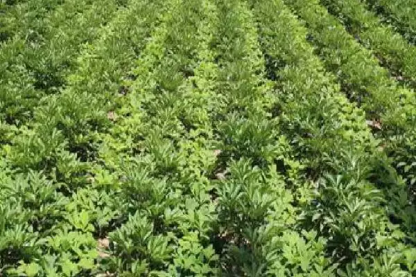 芍药苗什么时候栽,在八月中下旬到九月下旬进行插图2 芍药苗什么时候栽,在八月中下旬到九月下旬进行插图2