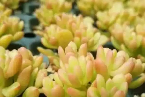 图片[5]-塔洛克多肉能喷水吗？判断塔洛克多肉能否喷水要考虑哪些养护环境和植物特性？-会东网
