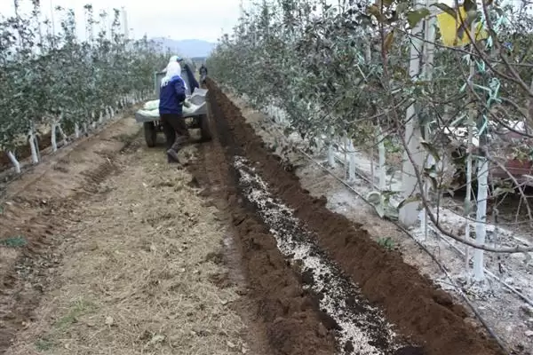 苹果树修剪方法，要逐年清理多余辅养枝插图5
