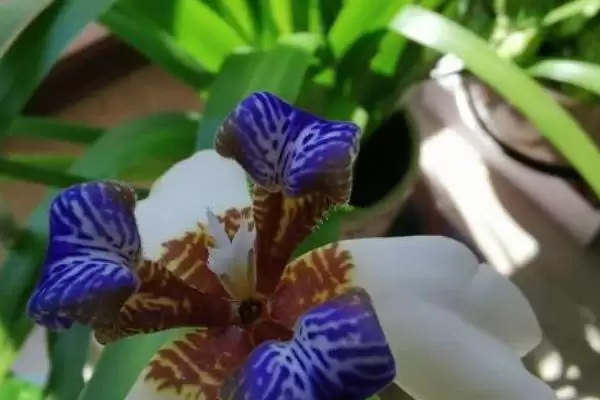 图片[4]-蓝色鸢尾花的花语 ,蓝色鸢尾花寓意着什么内涵呢？-会东网