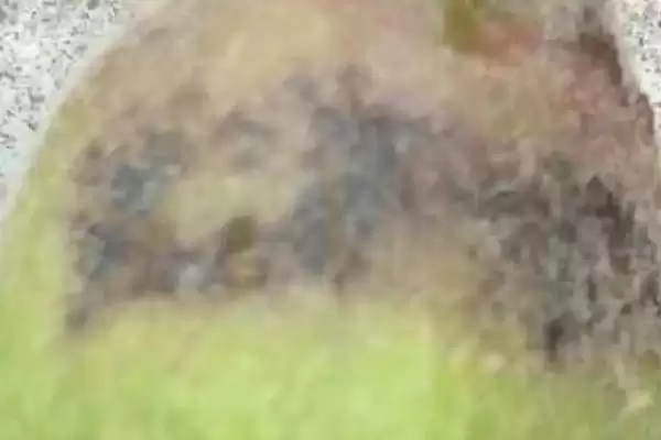 苹果缩果病，分为干斑型、木栓型和锈斑型三种插图1