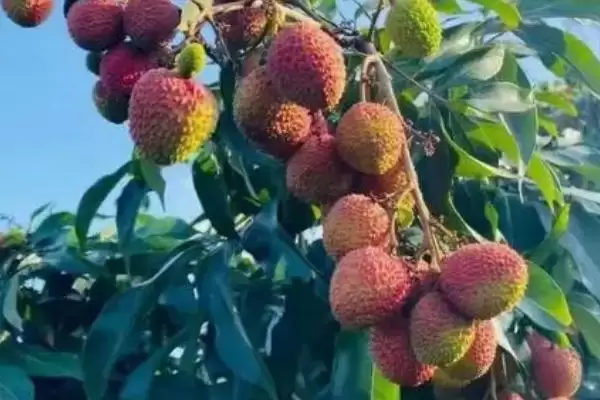 图片[2]-荔枝的施肥方法 ,荔枝开花前施肥量有何要求？-会东网