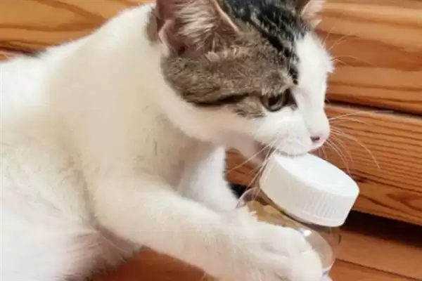 猫咪吃干粮和湿粮各有什么优缺点 ,干粮价低易胖湿粮补水期短插图11