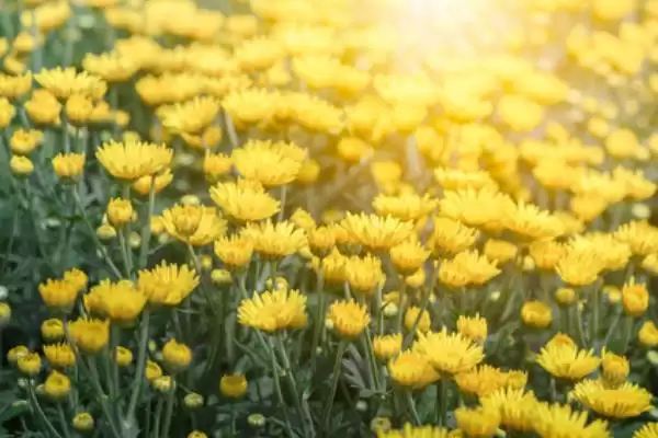 菊花叶片枯萎的解决方法 ,菊花叶片枯萎如何根据原因解决呢?插图1 菊花叶片枯萎的解决方法 ,菊花叶片枯萎如何根据原因解决呢?插图1