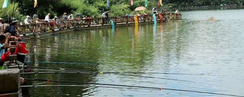 天气冷鲤鱼吃什么味型的饵料,首选蚯蚓、天下鲤等-会东网