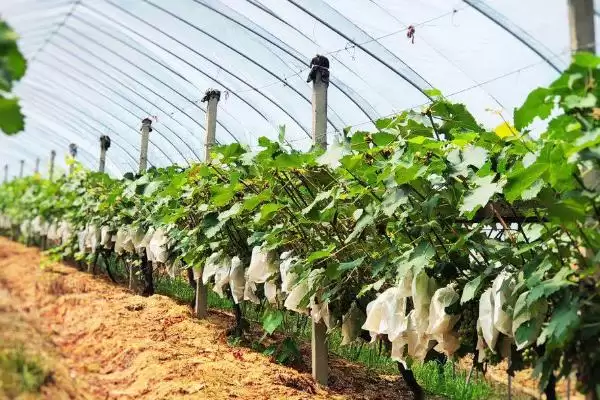 葡萄的藤本奥秘：缠绕藤本植物的独特魅力插图1