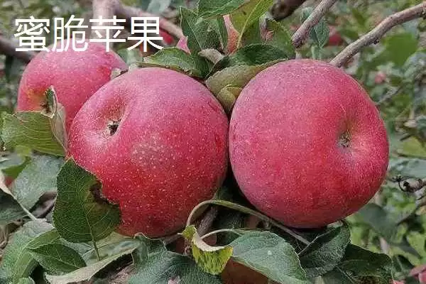 有哪些好吃的苹果新品种,包括福星、瑞雪、蜜脆等种类插图4 有哪些好吃的苹果新品种,包括福星、瑞雪、蜜脆等种类插图4