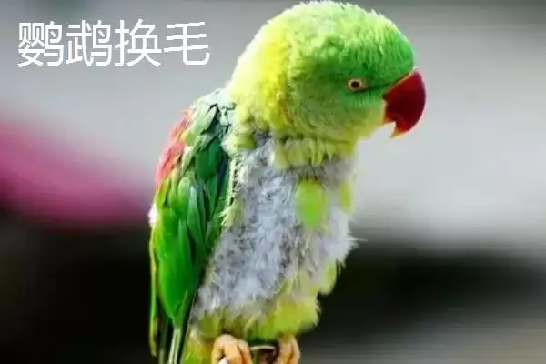 图片[5]-判断鹦鹉掉毛后能否再长出来的方法和重点？判断鹦鹉掉毛后能否再长出来要做好哪些细节？-会东网