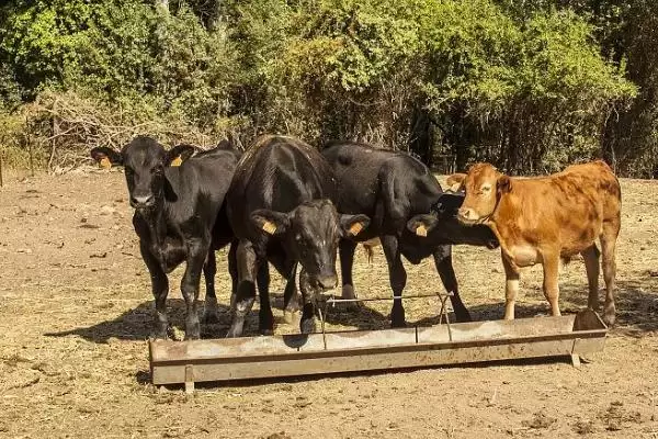 牛倒嚼嘴上有白沫的原因剖析:胃酸过多的症状与解决插图2 牛倒嚼嘴上有白沫的原因剖析:胃酸过多的症状与解决插图2