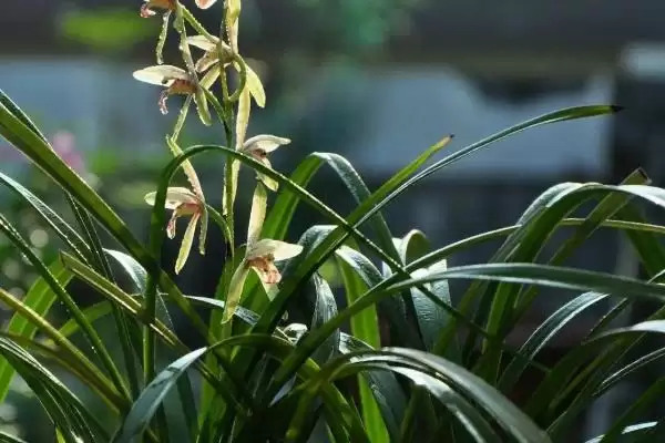 图片[7]-兰花的种植方法 ,兰花种植前消毒杀菌有何重要性？-会东网