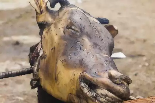 牛头去毛的正确打开方式：70℃水浸泡的关键步骤插图1