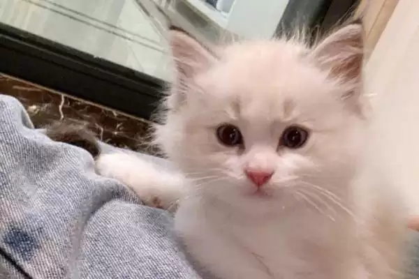 图片[3]-治疗猫咪脂肪肝的方法和重点？治疗猫咪脂肪肝要做好哪些细节？-会东网
