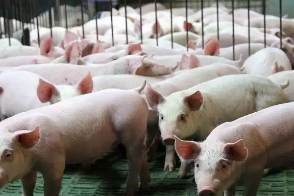养活三天小猪的方法和重点？养猪要做好哪些喂养细节？插图3