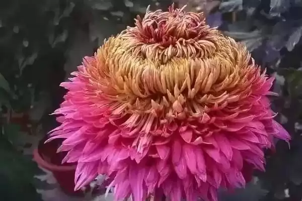 菊花的夏季开花情况 ,哪些品种的菊花会在夏天开放呢?插图3 菊花的夏季开花情况 ,哪些品种的菊花会在夏天开放呢?插图3