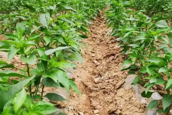 辣椒白星病的症状 ,辣椒白星病主要危害叶片的表现?插图3 辣椒白星病的症状 ,辣椒白星病主要危害叶片的表现?插图3