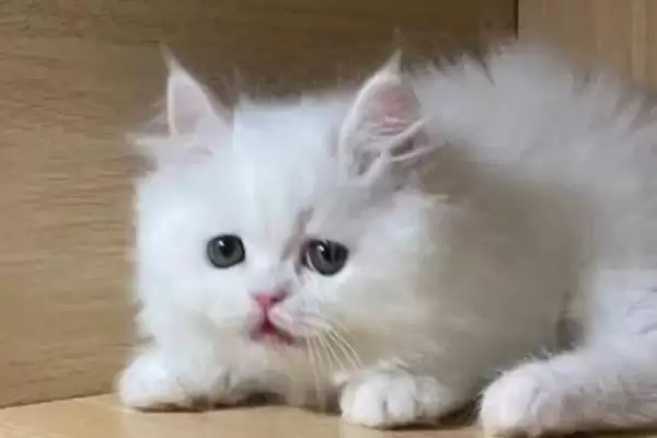图片[3]-猫一般会有几个脚趾头呢 ,猫一般有十八个脚趾是常见情况-会东网