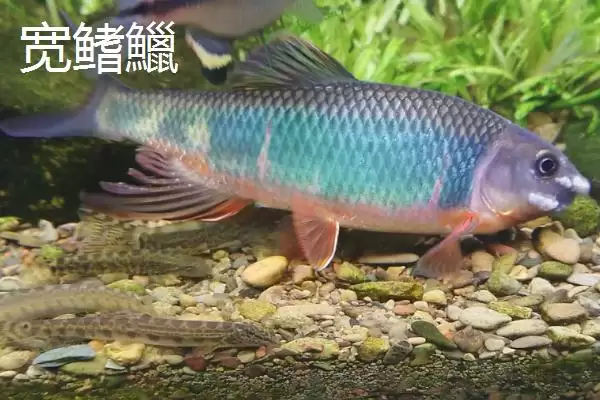 宽鳍鱲和马口鱼的区别 ,宽鳍鱲胸鳍的黑色斑点有何特征？插图5