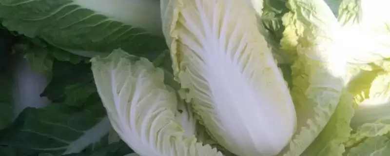 娃娃菜怎么长出来的？了解娃娃菜生长过程要知晓哪些从播种到采收的要点？-会东网