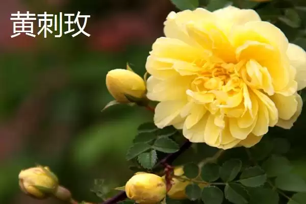 图片[3]-大片金黄的浪漫：结香、黄刺玫、萱草的花卉盛宴-会东网