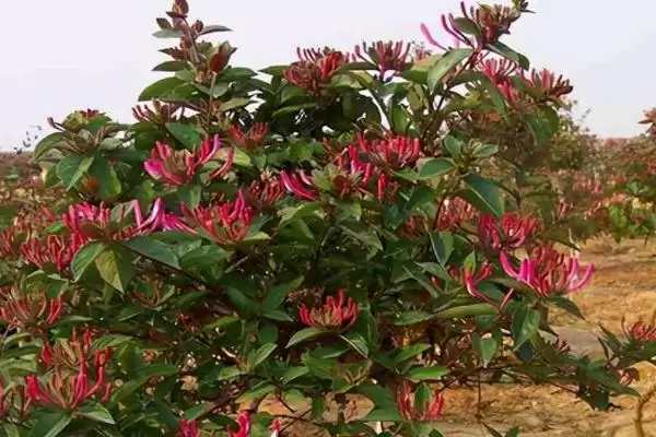 金银花枯萎的原因及补救 ,金银花枯萎由何引起及咋补救插图3 金银花枯萎的原因及补救 ,金银花枯萎由何引起及咋补救插图3