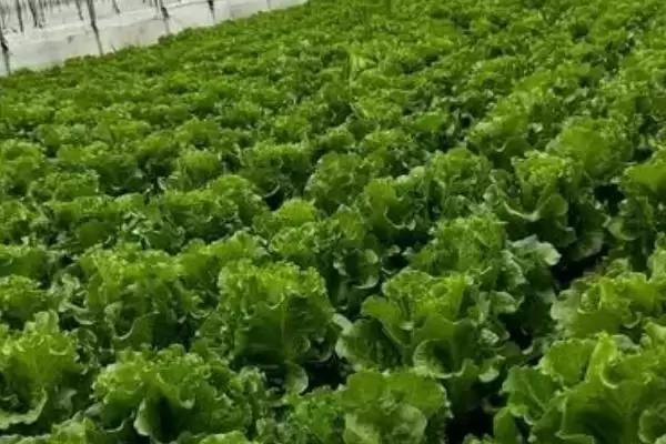 图片[3]-判断种生菜是否需要盖薄膜的方法和重点？判断种生菜是否需要盖薄膜要做好哪些细节？-会东网