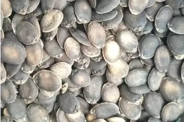 种植金丝绞瓜的方法和重点？种金丝绞瓜要做好哪些细节？插图1