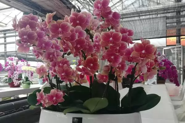 春节前后的兰花盛景：君子兰和蝴蝶兰的绽放时刻插图2