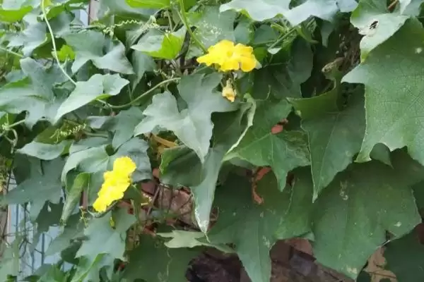 分析丝瓜烂花原因及防治方法的方法和重点？应对丝瓜烂花要做好哪些细节？插图3