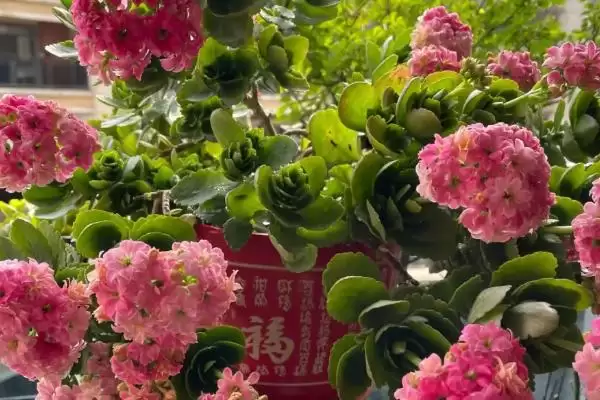 图片[5]-探寻长寿花不开花原因的方法和重点？探寻长寿花不开花原因要做好哪些细节？-会东网
