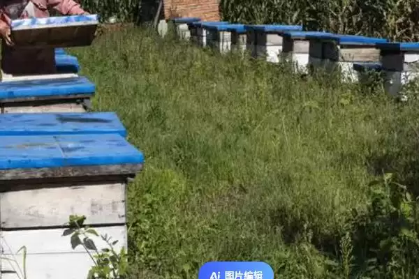 图片[2]-养蜂有没有补贴，取决于当地的政策-会东网