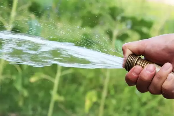 菊花叶片枯萎的解决方法 ,菊花叶片枯萎如何根据原因解决呢?插图2 菊花叶片枯萎的解决方法 ,菊花叶片枯萎如何根据原因解决呢?插图2