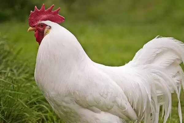 挑选优质鸡品种的方法和重点?养鸡要做好哪些品种甄别?插图1 挑选优质鸡品种的方法和重点?养鸡要做好哪些品种甄别?插图1