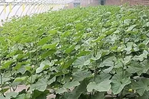 越冬水果型小黄瓜栽培技术的方法和重点?种越冬小黄瓜要做好哪些细节?插图4 越冬水果型小黄瓜栽培技术的方法和重点?种越冬小黄瓜要做好哪些细节?插图4