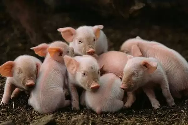 治疗仔猪腹泻的方法和重点？养猪要做好哪些治疗细节？插图3