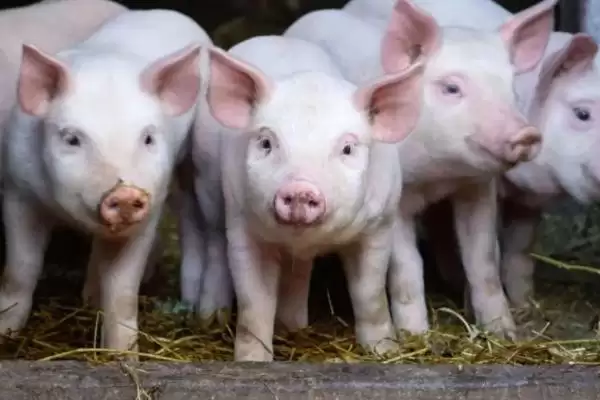 了解一只猪有多少哈拉巴的方法和重点？养猪要做好哪些猪体结构认知细节？插图1