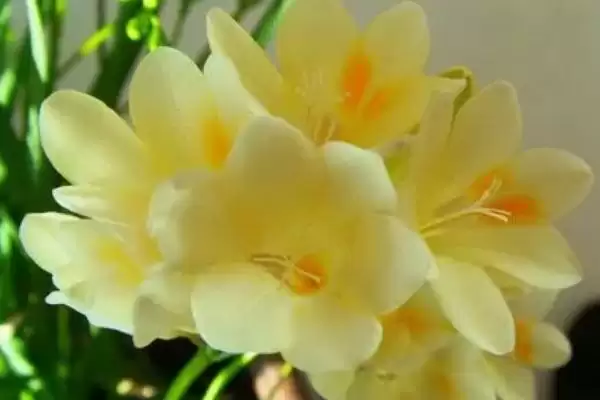 图片[4]-小苍兰开花时间的要点和判断？判断小苍兰开花时间需注意什么？-会东网