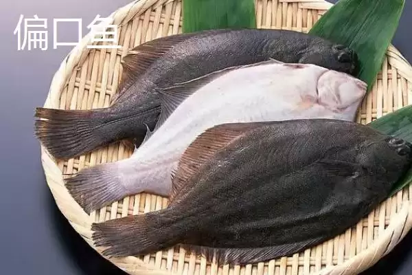 图片[2]-偏口鱼和鸦片鱼的区别剖析：包含范围不同的本质差异-会东网