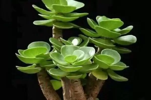 金钱木长叶子的时间 ,金钱木在什么情况下能长叶子插图1