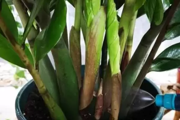 金钱树的浇水施肥方法 ,金钱树如何进行浇水和施肥插图1 金钱树的浇水施肥方法 ,金钱树如何进行浇水和施肥插图1