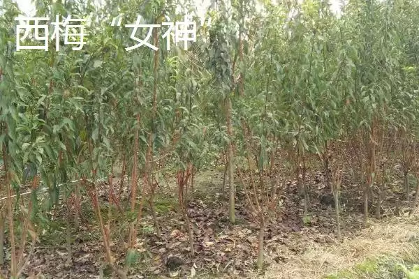 图片[10]-黑霸王李子苗的价格，一棵需要3-6元左右-会东网