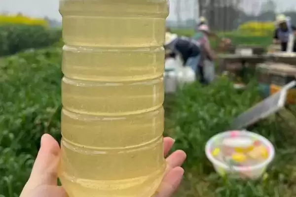 油菜花蜂蜜真假怎么鉴别,从外观、味道和结晶情况来辨别插图1 油菜花蜂蜜真假怎么鉴别,从外观、味道和结晶情况来辨别插图1