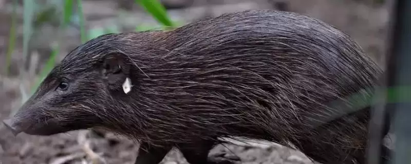 世界上最小的猪：成年姬猪仅20-30厘米的奇妙身姿-会东网