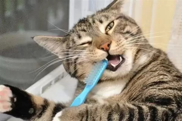 猫咪吃干粮和湿粮各有什么优缺点 ,干粮价低易胖湿粮补水期短插图9