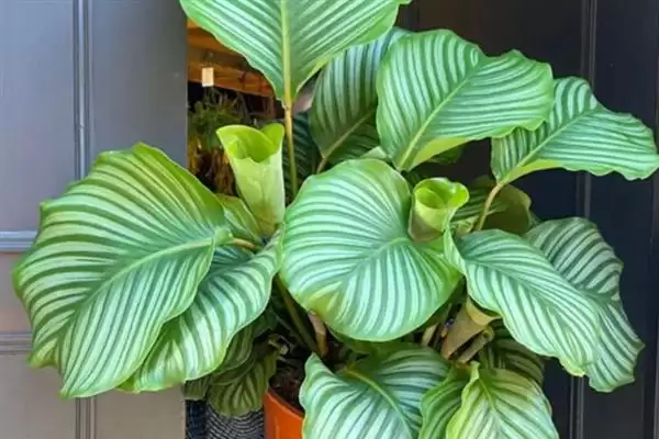 青苹果竹芋怎么养爆盆,在生长期每周施加一次稀薄的有机肥插图5 青苹果竹芋怎么养爆盆,在生长期每周施加一次稀薄的有机肥插图5