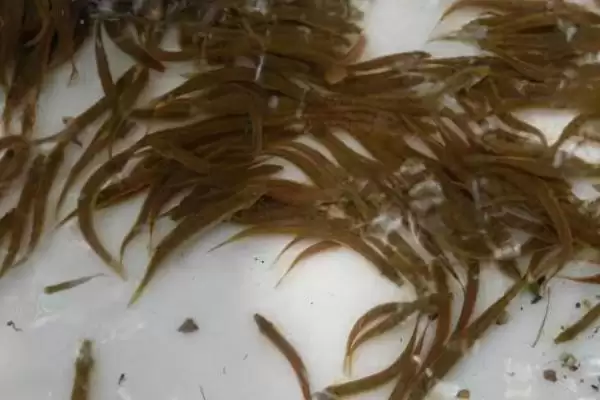 图片[7]-泥鳅苗价格揭秘：品种不同价格各异的真相-会东网