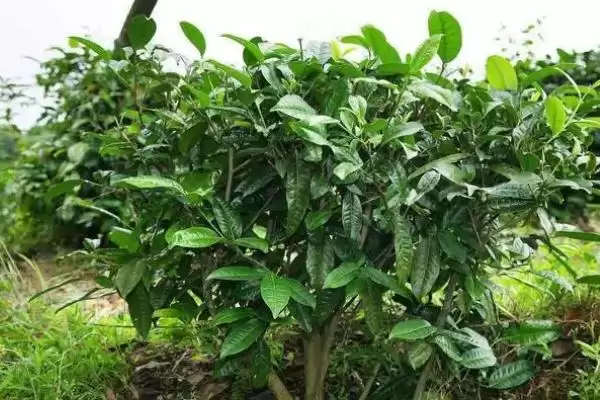 图片[6]-茶树是不是蜜源植物，属于蜜源植物-会东网
